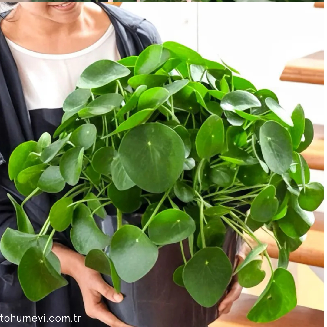 Çin Para Çiçeği - Pilea Peperomioides – 12 cm Saksıda