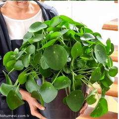 Çin Para Çiçeği - Pilea Peperomioides – 12 cm Saksıda