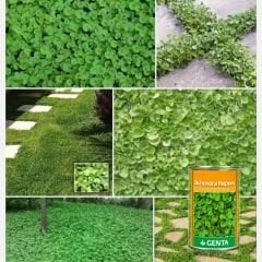 Genta Dichondra Repens - Fare Kulağı Tohumu 250 gr