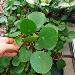 Çin Para Çiçeği - Pilea Peperomioides – 12 cm Saksıda