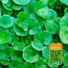 Genta Dichondra Repens - Fare Kulağı Tohumu 250 gr