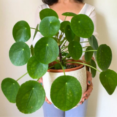 Çin Para Çiçeği - Pilea Peperomioides – 12 cm Saksıda