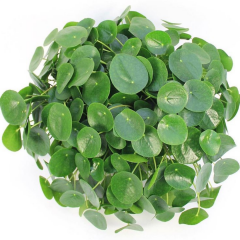 Çin Para Çiçeği - Pilea Peperomioides – 12 cm Saksıda