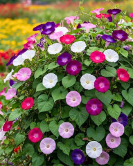 Ipomea Sabah Sefası Tohumu – Kahkaha Çiçeği Mix