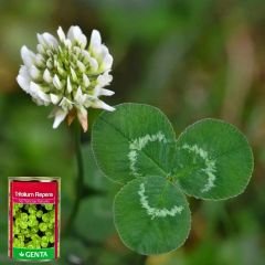 Genta Trifolium Repens Süs Yoncası Tohumu - 250 gr