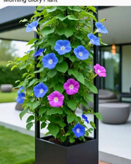 Ipomea Sabah Sefası Tohumu – Kahkaha Çiçeği Mix