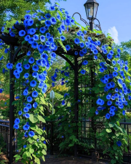 Ipomea Sabah Sefası Tohumu – Kahkaha Çiçeği Mix