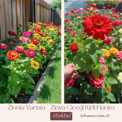 Zinnia Çiçeği Kirli Hanım 10,5 cm Saksıda