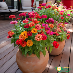 Zinnia Çiçeği Kirli Hanım 10,5 cm Saksıda
