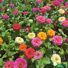 Zinnia Çiçeği Kirli Hanım 10,5 cm Saksıda