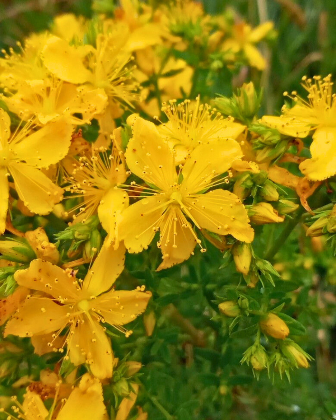 Sarı Kantaron Tohumu – Hypericum perforatum (Johanniskraut)