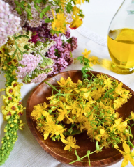 Sarı Kantaron Tohumu – Hypericum perforatum (Johanniskraut)