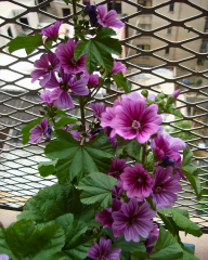 Ebegümeci Tohumu - Malva sylvestris