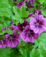 Ebegümeci Tohumu - Malva sylvestris