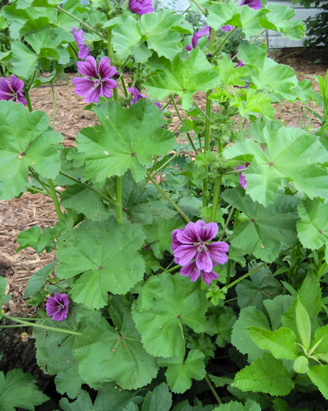 Ebegümeci Tohumu - Malva sylvestris