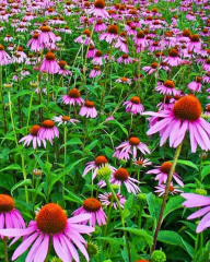 Şifalı Kırmızı Ekinezya Tohumu – Echinacea purpurea (İmmün Otu)