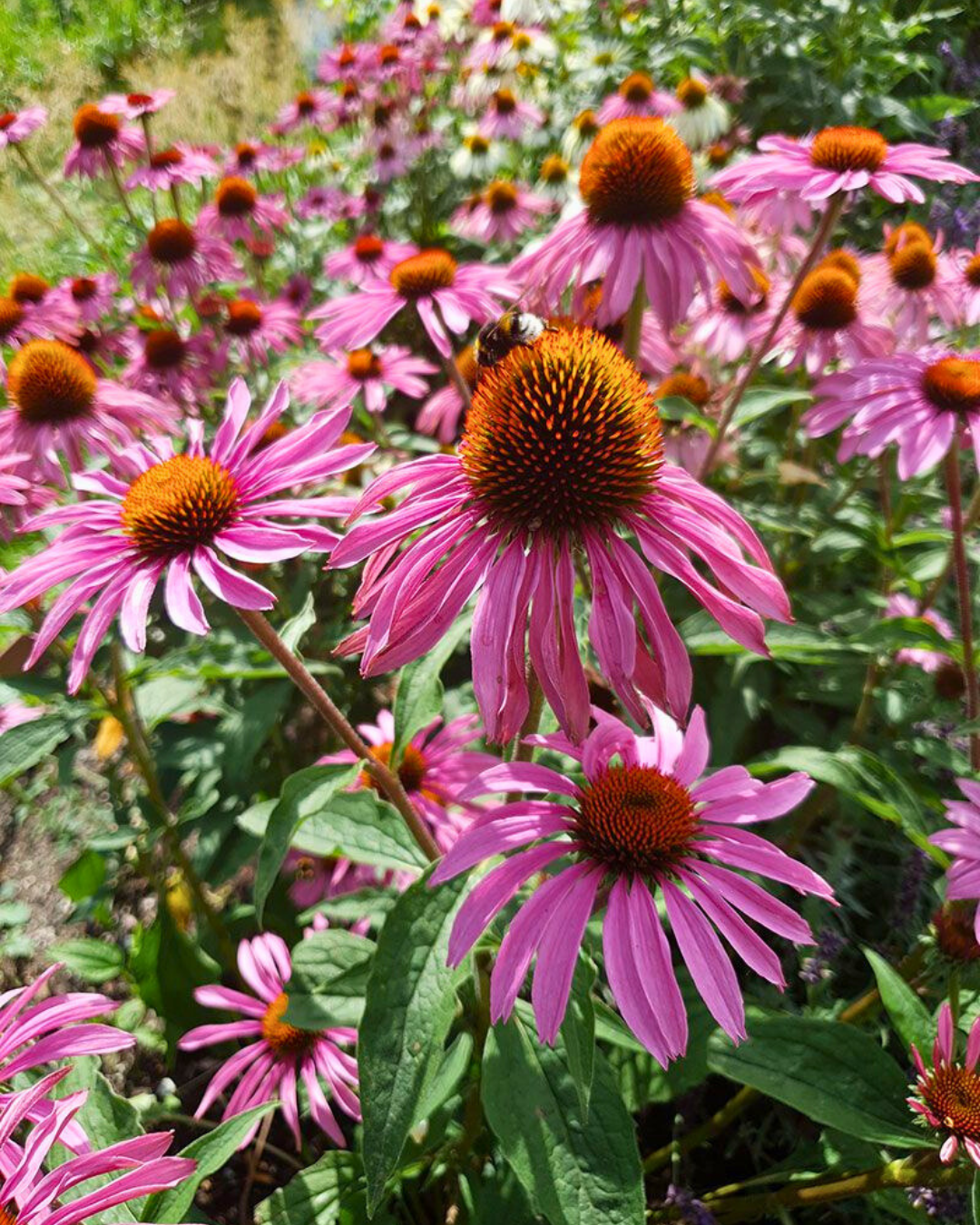 Şifalı Kırmızı Ekinezya Tohumu – Echinacea purpurea (İmmün Otu)