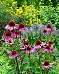 Şifalı Kırmızı Ekinezya Tohumu – Echinacea purpurea (İmmün Otu)