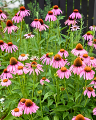Şifalı Kırmızı Ekinezya Tohumu – Echinacea purpurea (İmmün Otu)
