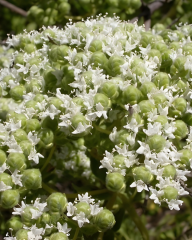 Bilyalı Kekik Tohumu – Origanum onites - İzmir Kekiği