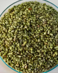 Bilyalı Kekik Tohumu – Origanum onites - İzmir Kekiği