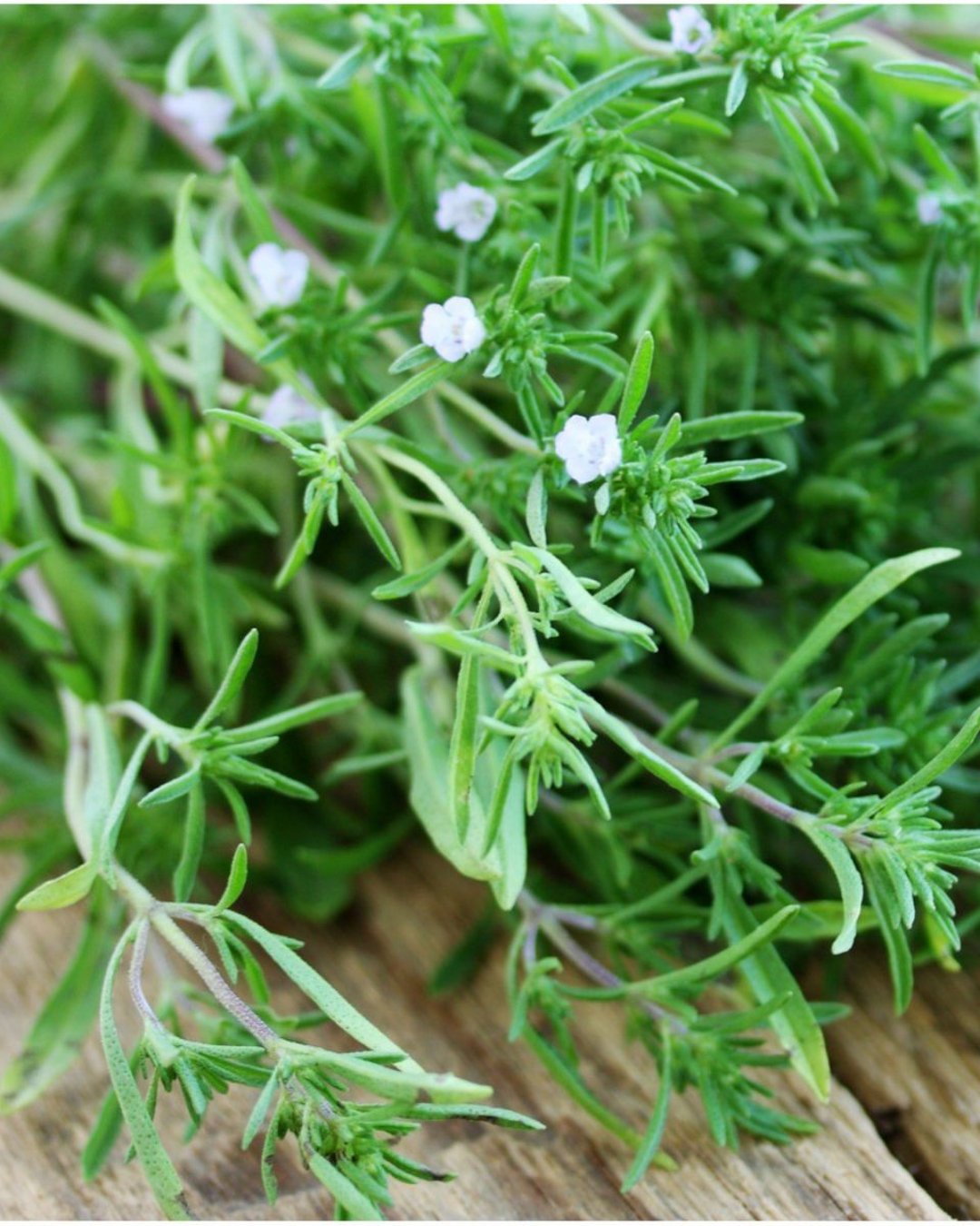Çibriska Kekik Tohumu - Satureja hortensis