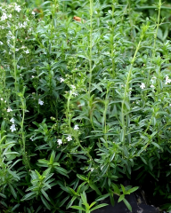 Çibriska Kekik Tohumu - Satureja hortensis