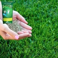 Genta Prestige Çim Tohumu Güzel Görünüm - Beautiful Look Lawn - 5 kg