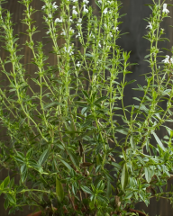 Çibriska Kekik Tohumu - Satureja hortensis