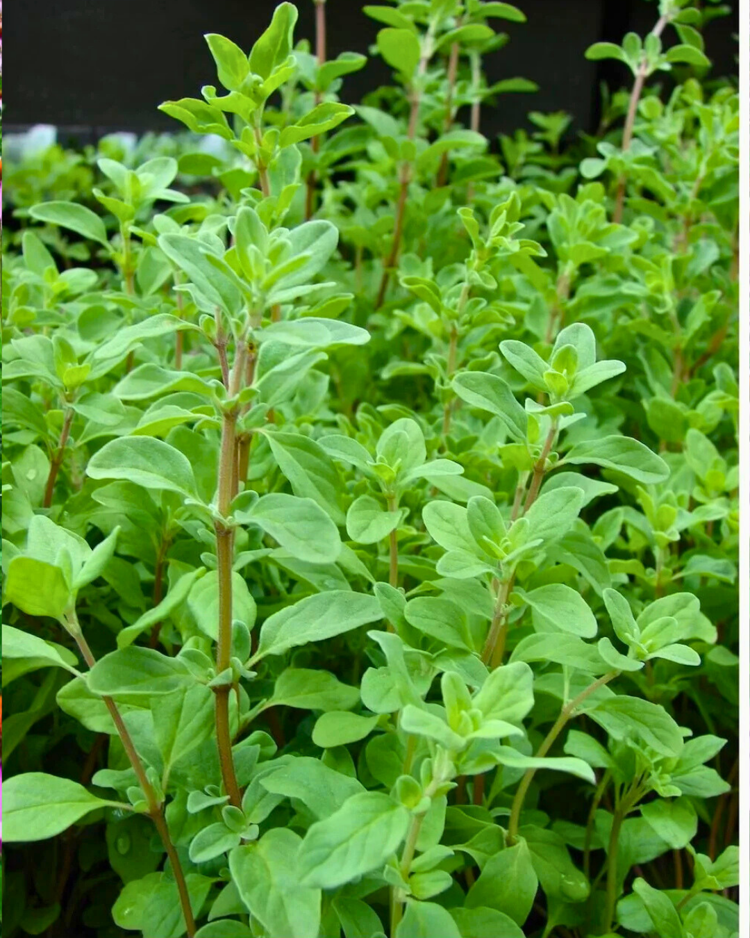 Çibriska Kekik Tohumu - Satureja hortensis