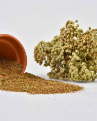 Çibriska Kekik Tohumu - Satureja hortensis