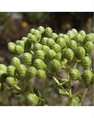 Çibriska Kekik Tohumu - Satureja hortensis
