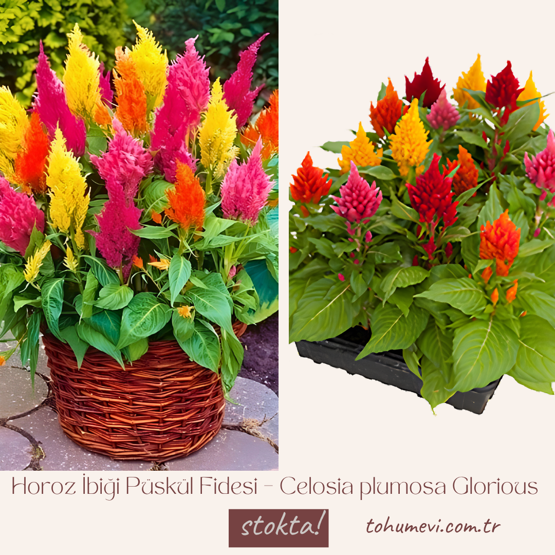 Horoz İbiği Püskül Fidesi – Celosia plumosa Glorious Mix (1 KASA /48 adet fide)