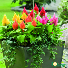Horoz İbiği Püskül Fidesi – Celosia plumosa Glorious Mix (1 KASA /48 adet fide)