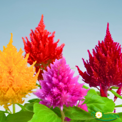 Horoz İbiği Püskül Fidesi – Celosia plumosa Glorious Mix (1 KASA /48 adet fide)