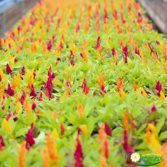 Horoz İbiği Püskül Fidesi – Celosia plumosa Glorious Mix (1 KASA /48 adet fide)