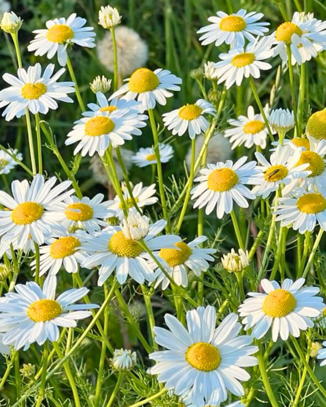 Mayıs Papatyası Tohumu – Matricaria chamomilla (Tıbbi Papatya)