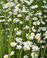 Mayıs Papatyası Tohumu – Matricaria chamomilla (Tıbbi Papatya)