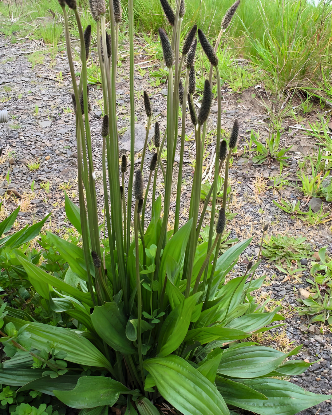 Sinir Otu Tohumu – Plantago lanceolata