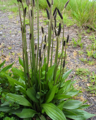 Sinir Otu Tohumu – Plantago lanceolata