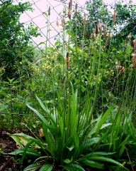 Sinir Otu Tohumu – Plantago lanceolata