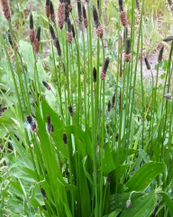 Sinir Otu Tohumu – Plantago lanceolata