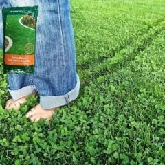 Genta Prestige Kolay Bakım Çim Yonca Karışımı - Easy Care Grass Clover Mix - 5 kg