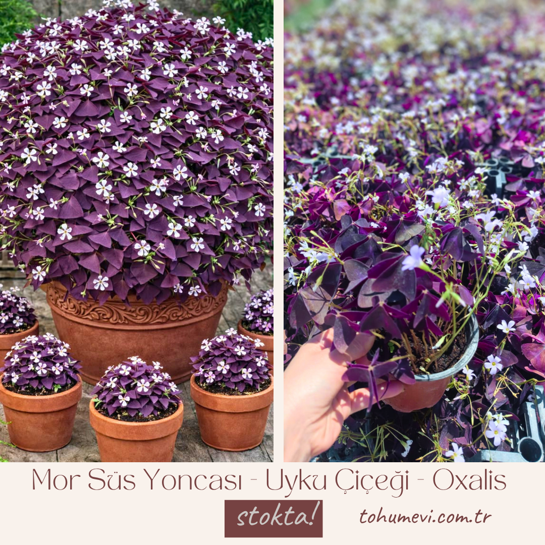 Mor Süs Yoncası - Uyku Çiçeği - Oxalis (10,5 cm Saksıda)
