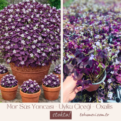 Mor Süs Yoncası - Uyku Çiçeği - Oxalis (10,5 cm Saksıda)