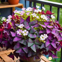 Mor Süs Yoncası - Uyku Çiçeği - Oxalis (10,5 cm Saksıda)
