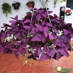 Mor Süs Yoncası - Uyku Çiçeği - Oxalis (10,5 cm Saksıda)
