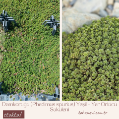 Damkoruğu (Phedimus spurius) Yeşil – Yer Örtücü Sukulent (1 Kasa / 48 Adet Fide)