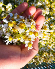 Romen Papatyası Tohumu – Chamaemelum nobile