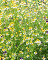 Romen Papatyası Tohumu – Chamaemelum nobile